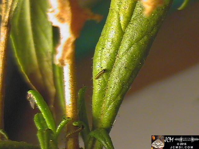 Chalcedon Checkerspot (Euphydryas chalcedona) tiny 1st instar larvae and rearing container